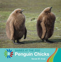 Penguin Chicks - MPHOnline.com