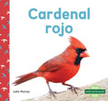 Cardenal rojo / Northern Cardinals - MPHOnline.com