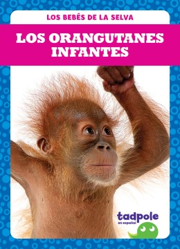 Los orangutanes infantes/ Orangutan Infants - MPHOnline.com