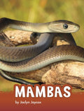 Mambas - MPHOnline.com