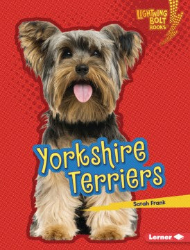 Yorkshire Terriers - MPHOnline.com