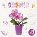 Orchid - MPHOnline.com