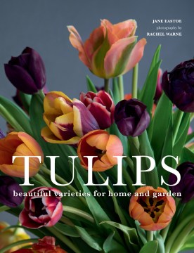 Tulips - MPHOnline.com