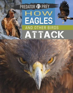 How Eagles and Other Birds Attack! - MPHOnline.com