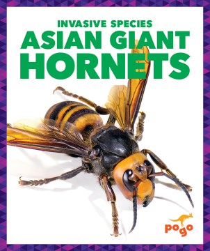 Asian Giant Hornets - MPHOnline.com