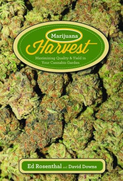 Marijuana Harvest - MPHOnline.com