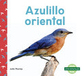 Azulillo oriental/ Eastern Bluebirds - MPHOnline.com