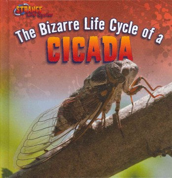 The Bizarre Life Cycle of a Cicada - MPHOnline.com