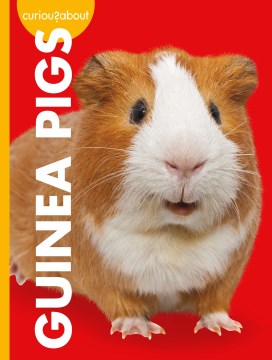 Curious About Guinea Pigs - MPHOnline.com