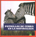 Potrillos de cebra en la naturaleza - MPHOnline.com