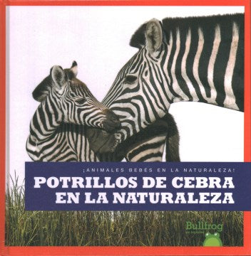 Potrillos de cebra en la naturaleza - MPHOnline.com