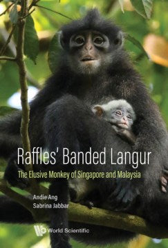 Raffles Banded Langur - MPHOnline.com