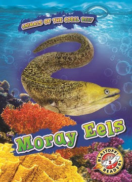 Moray Eels - MPHOnline.com