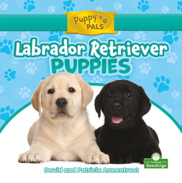 Labrador Retriever Puppies - MPHOnline.com