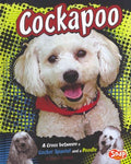 Cockapoo - MPHOnline.com