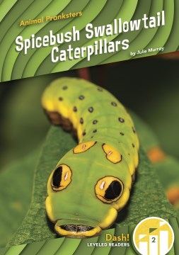 Spicebush Swallowtail Caterpillars - MPHOnline.com