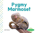 Pygmy Marmoset - MPHOnline.com