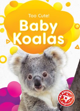 Baby Koalas - MPHOnline.com