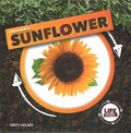 Life Cycle of a Sunflower - MPHOnline.com