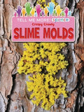 Creepy Crawly Slime Molds - MPHOnline.com