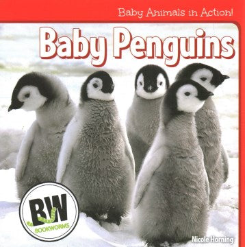 Baby Penguins - MPHOnline.com