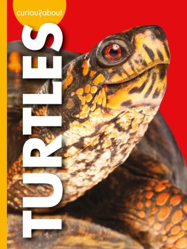 Curious About Turtles - MPHOnline.com