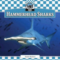 Hammerhead Sharks - MPHOnline.com