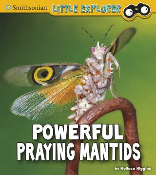 Powerful Praying Mantids - MPHOnline.com