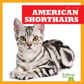 American Shorthairs - MPHOnline.com