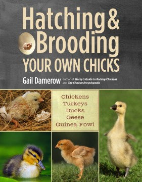 Hatching & Brooding Your Own Chicks - MPHOnline.com