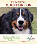 Bernese Mountain Dog - MPHOnline.com