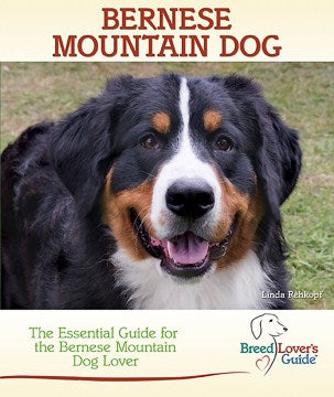 Bernese Mountain Dog - MPHOnline.com