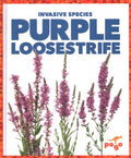 Purple Loosestrife - MPHOnline.com