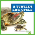 A Turtle's Life Cycle - MPHOnline.com