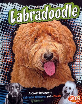 Labradoodle - MPHOnline.com