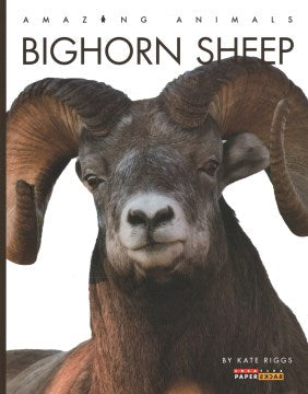 Bighorn Sheep - MPHOnline.com