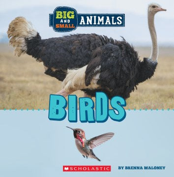 Big and Small Birds - MPHOnline.com