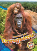 Orangutans - MPHOnline.com