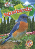 Bluebirds - MPHOnline.com