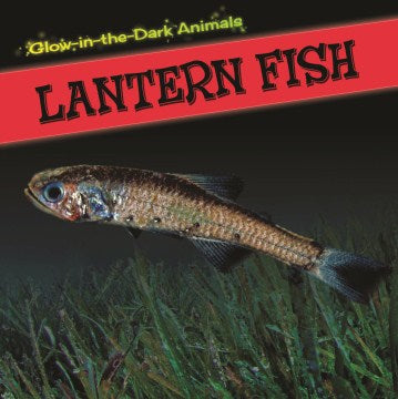 Lantern Fish - MPHOnline.com