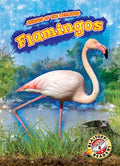 Flamingos - MPHOnline.com