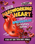 Your Hardworking Heart and Spectacular Circulatory System - MPHOnline.com