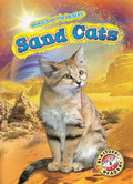 Sand Cats - MPHOnline.com