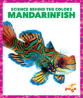 Mandarinfish - MPHOnline.com