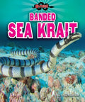 Banded Sea Krait - MPHOnline.com