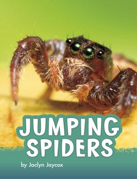 Jumping Spiders - MPHOnline.com