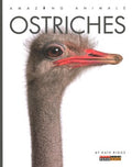 Ostriches - MPHOnline.com