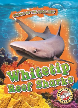 Whitetip Reef Sharks - MPHOnline.com