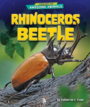 Rhinoceros Beetle - MPHOnline.com