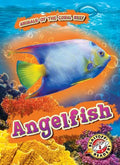 Angelfish - MPHOnline.com